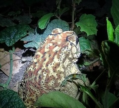 Duttaphrynus melanostictus