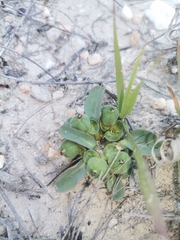 Euphorbia tuberosa