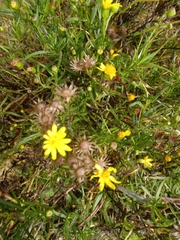 Senecio