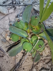 Euphorbia tuberosa