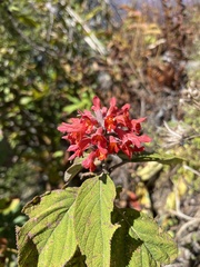 Colquhounia coccinea
