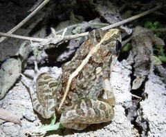 Fejervarya limnocharis