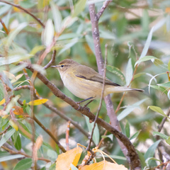 Phylloscopus