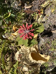 Colquhounia coccinea