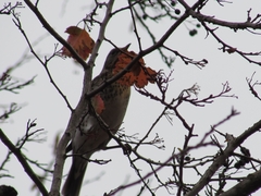 Turdus pilaris