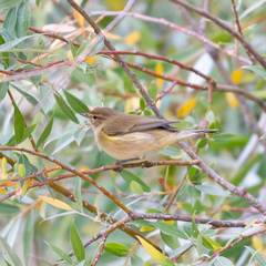 Phylloscopus