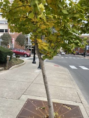 Ginkgo