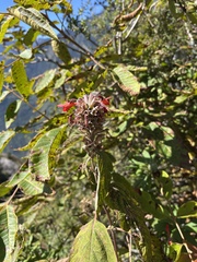 Colquhounia coccinea