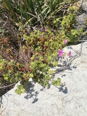 Pelargonium englerianum