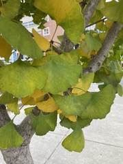 Ginkgo