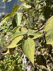 Colquhounia coccinea