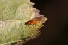 Chyromyidae