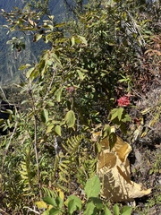 Colquhounia coccinea