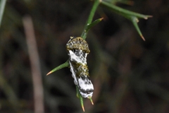 Papilionidae