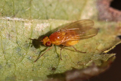 Chyromyidae