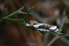 Papilionidae