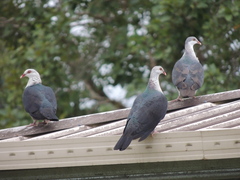 Columba leucomela