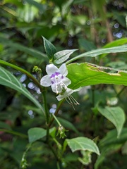 Strobilanthes ciliata