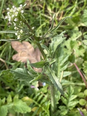 Capsella bursa-pastoris