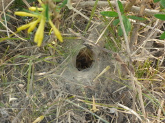 Aglaoctenus lagotis