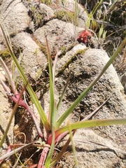 Juncus lomatophyllus