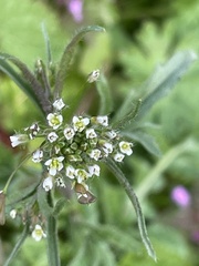 Capsella bursa-pastoris