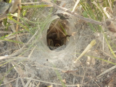 Aglaoctenus lagotis
