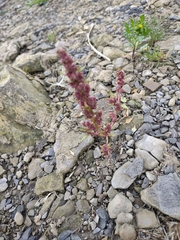 Amaranthus fimbriatus