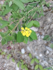 Callaeum macropterum