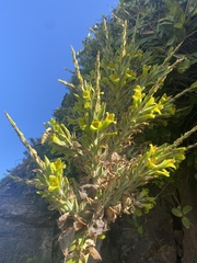 Puya chilensis