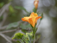 Hibiscus rosa-sinensis