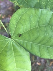Nemopoda nitidula