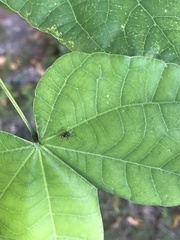 Nemopoda nitidula