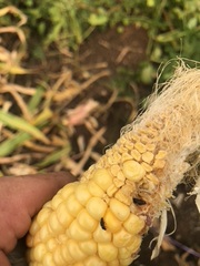 Galerucella nymphaeae