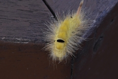 Calliteara pseudabietis