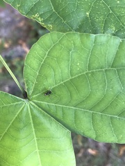 Nemopoda nitidula