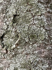 Phaeophyscia orbicularis