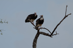 Trigonoceps occipitalis