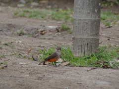 Pyrocephalus rubinus