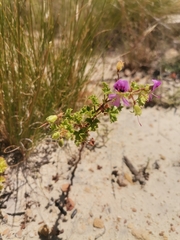 Pelargonium englerianum