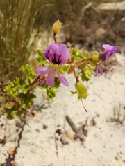 Pelargonium englerianum