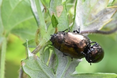Chrysolina aurichalcea