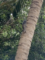 Sciurus yucatanensis