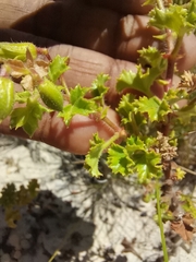 Pelargonium englerianum