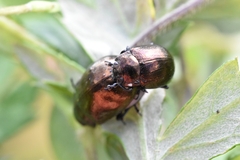 Chrysolina aurichalcea