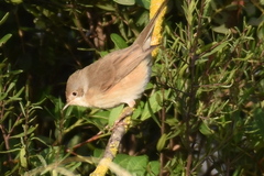 Curruca iberiae