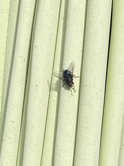 Calliphora