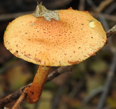 Pholiota lucifera