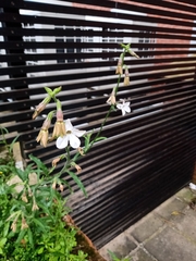 Nicotiana alata
