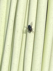 Calliphora